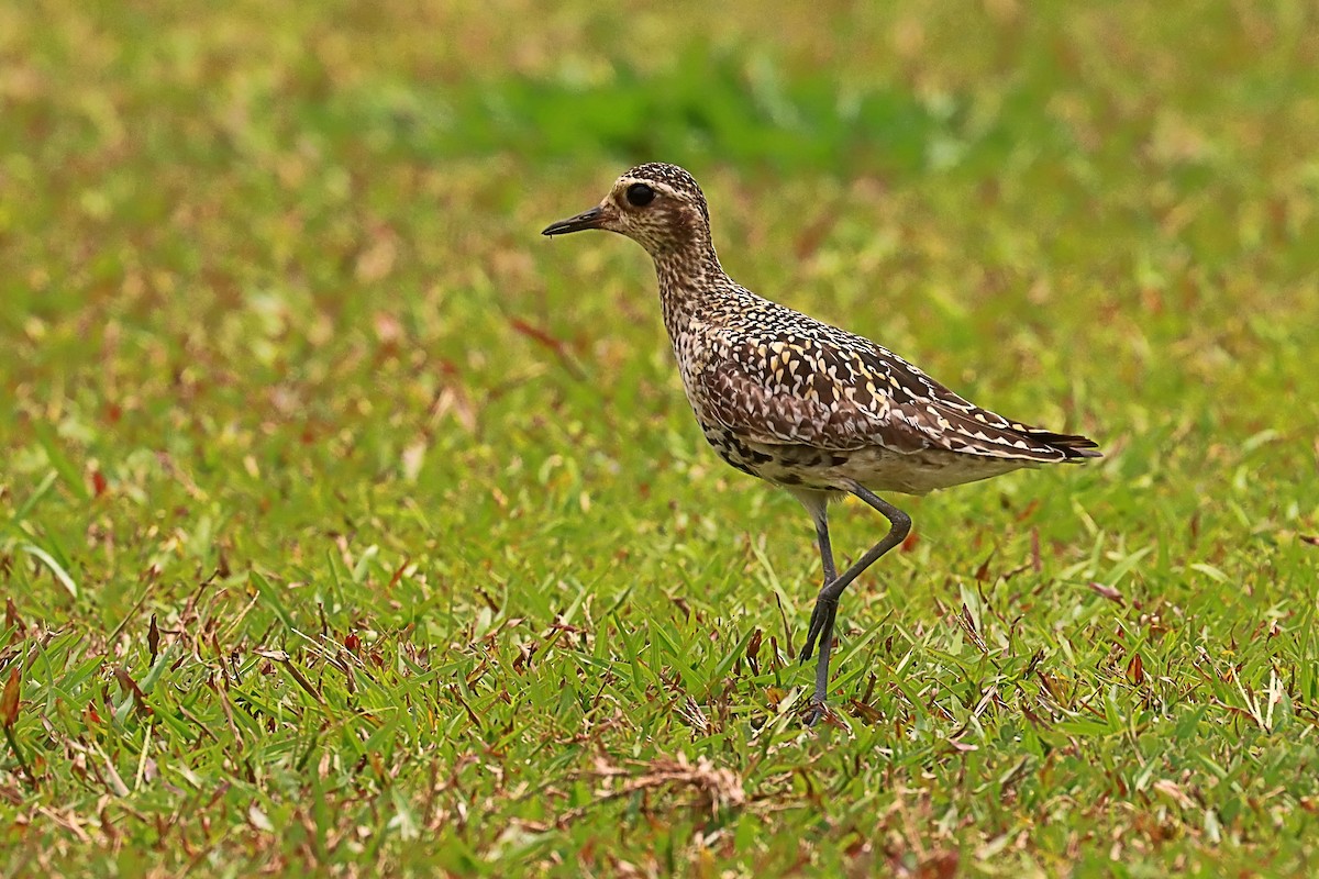 Chorlito Dorado Siberiano - ML624148690