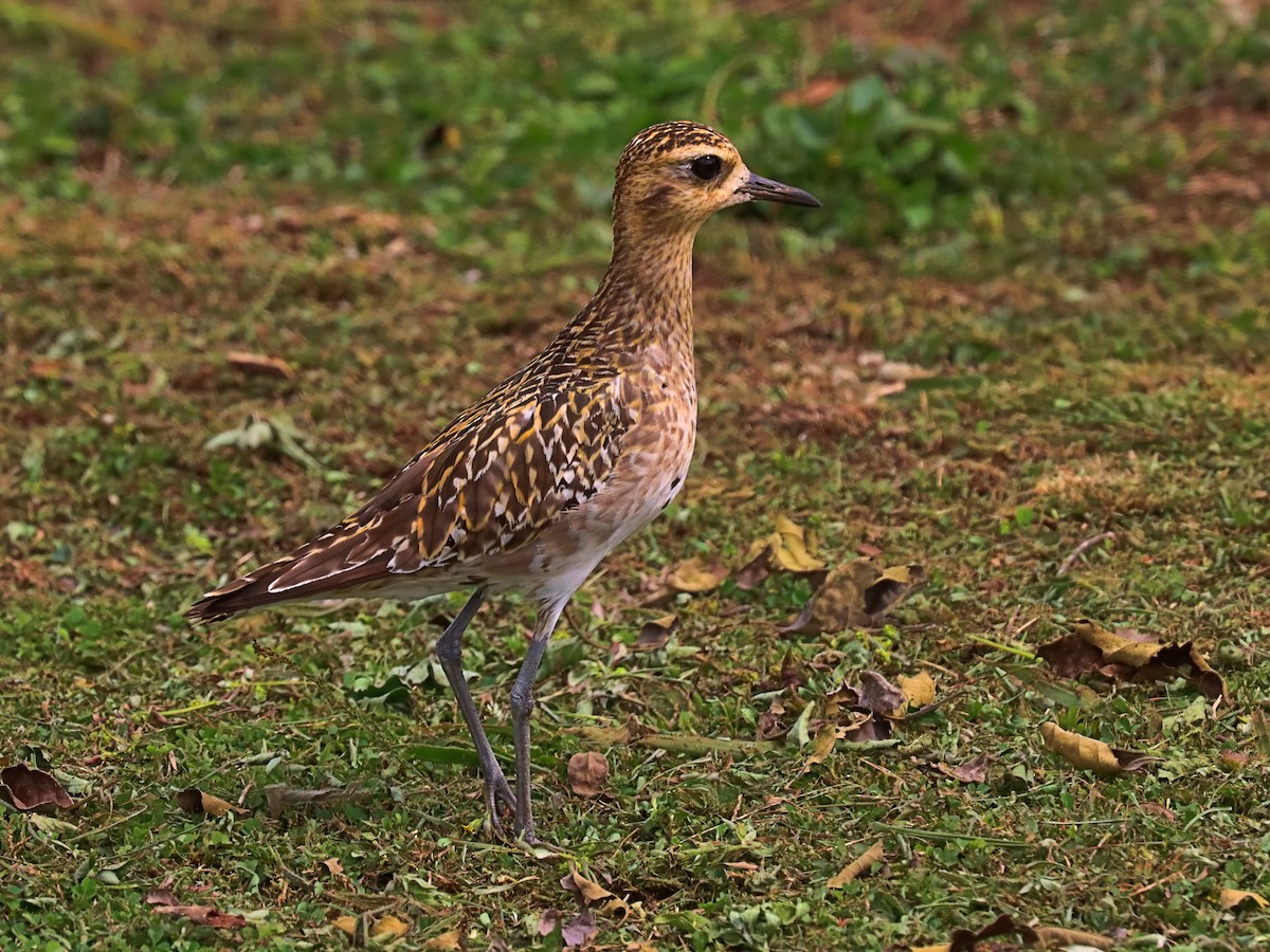 Chorlito Dorado Siberiano - ML624148691