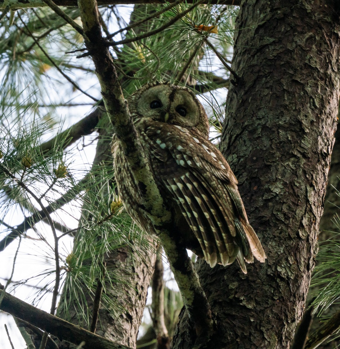 Himalayan Owl - ML624148696