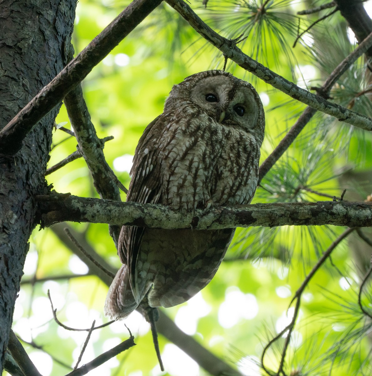 Himalayan Owl - ML624148697