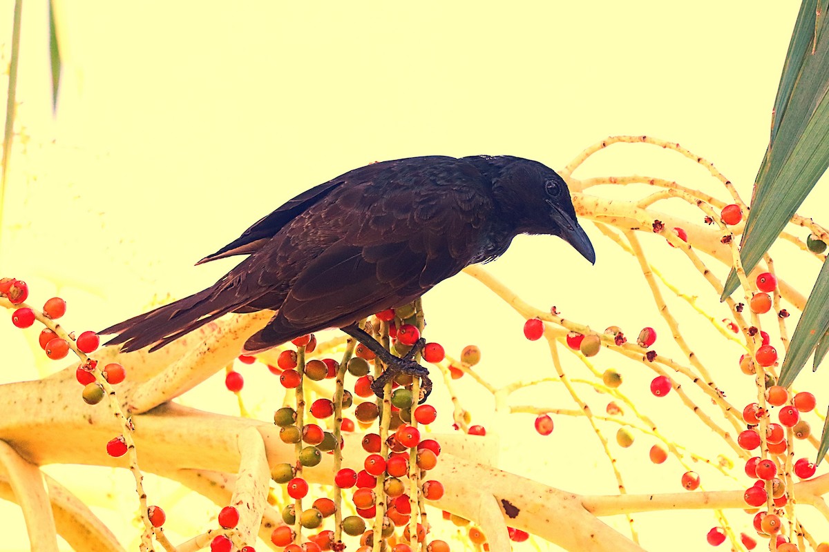 Samoan Starling - ML624148703