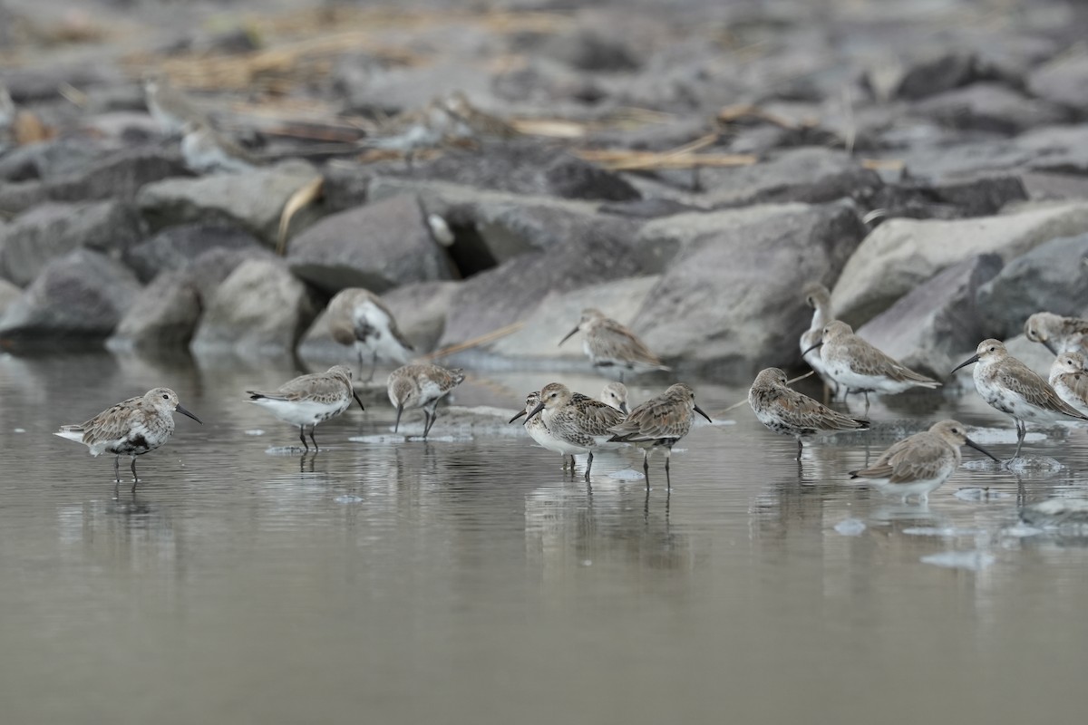 Dunlin - Mizuho Inoue