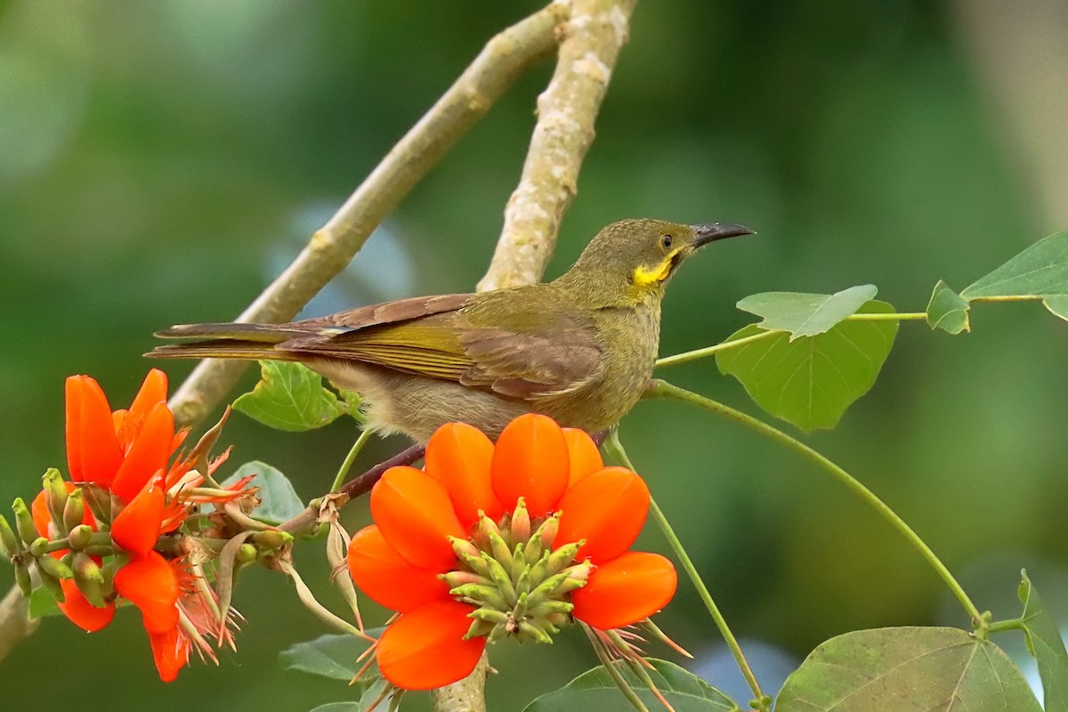 Eastern Wattled-Honeyeater - ML624148723