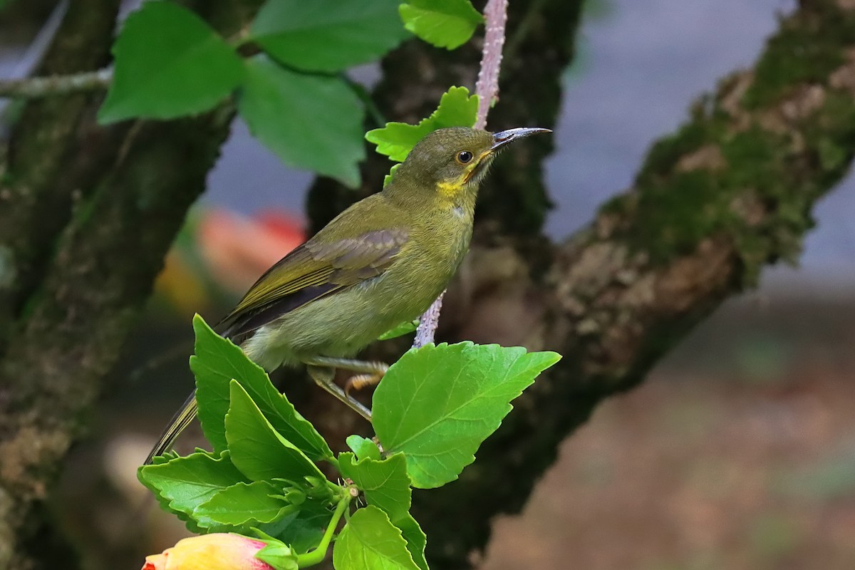 Eastern Wattled-Honeyeater - ML624148725