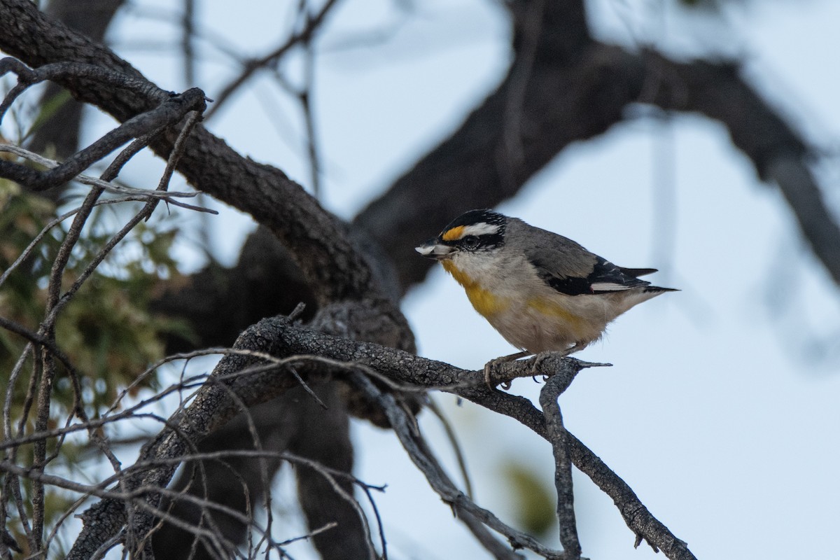 Streifenpanthervogel - ML624148726