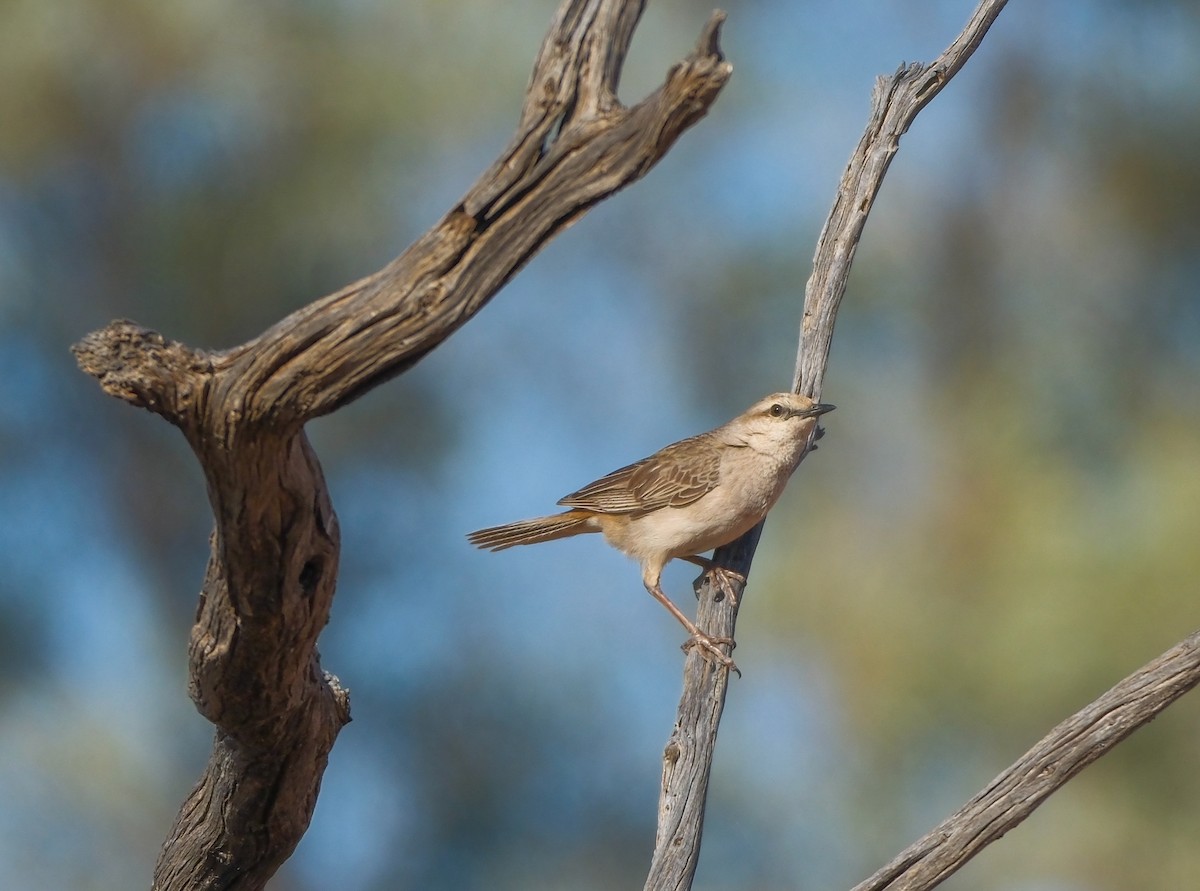 Rufous Songlark - ML624148748