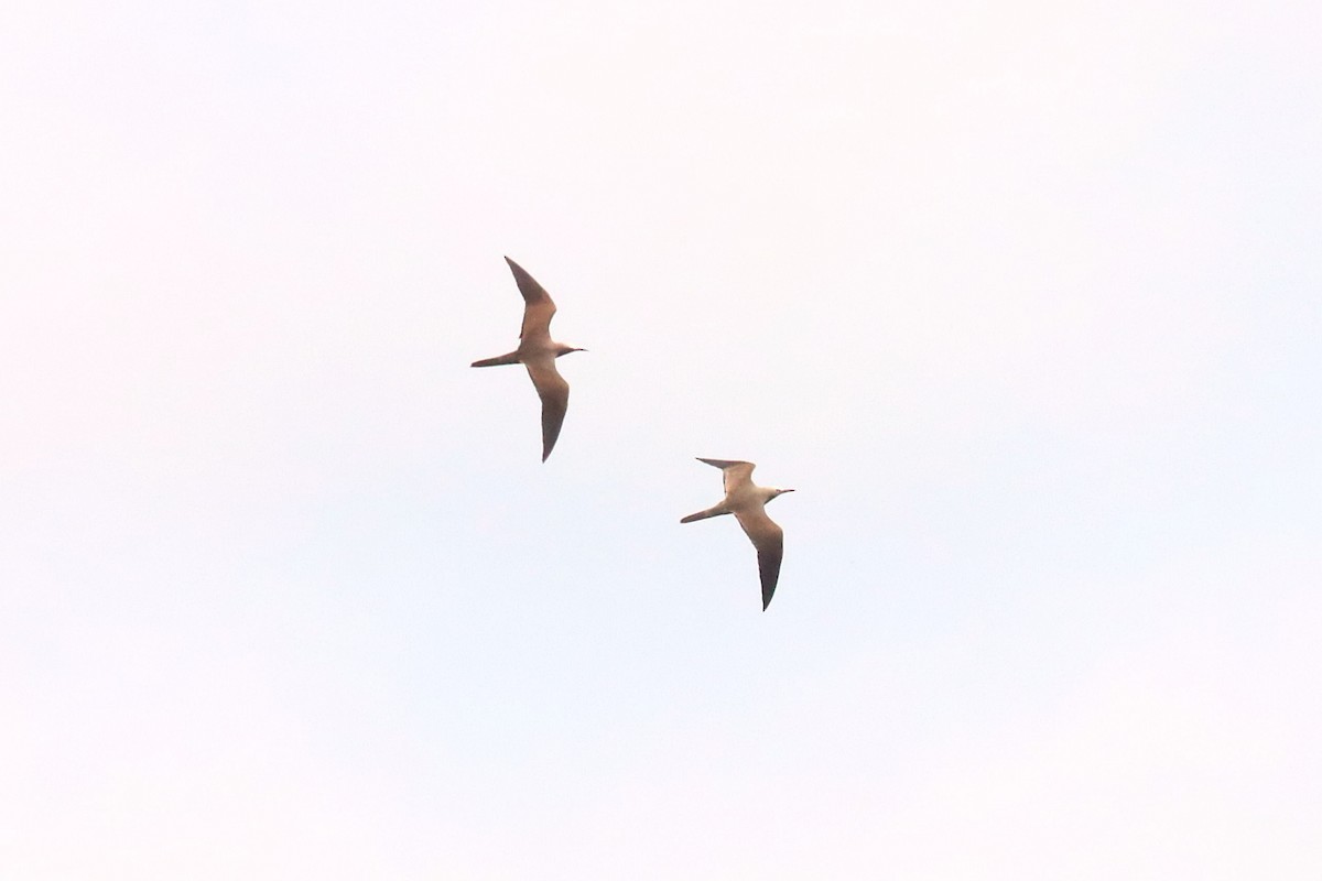 Brown Noddy - Glen Valentine