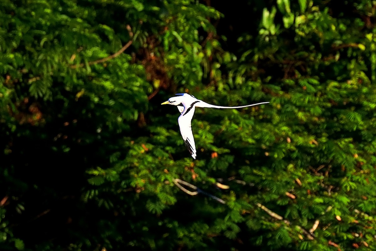 White-tailed Tropicbird - Glen Valentine