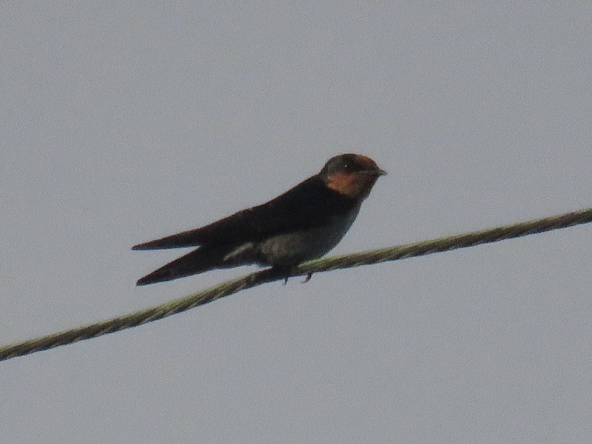 Pacific Swallow (Pacific) - ML624148857