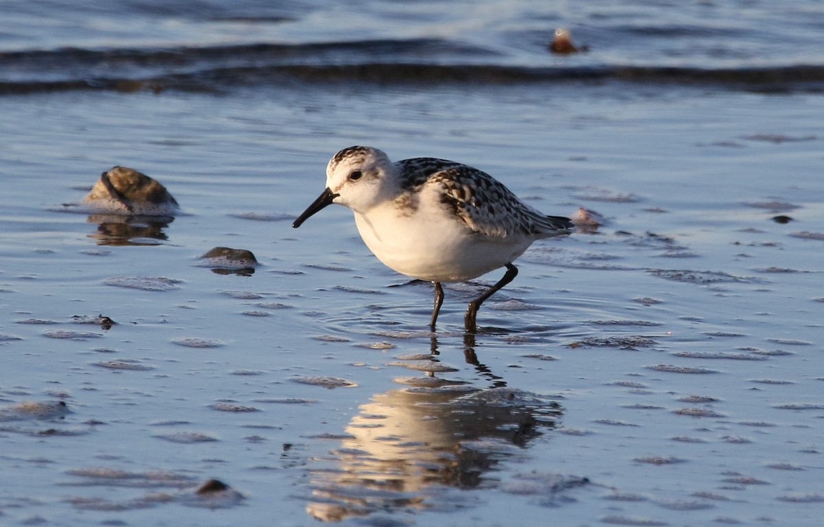 Bécasseau sanderling - ML624148868