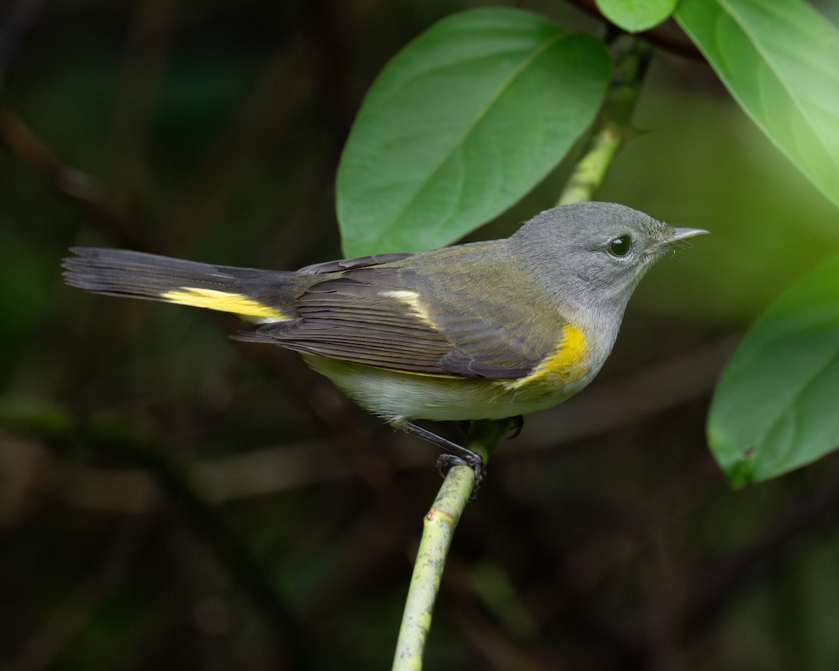 American Redstart - ML624148916