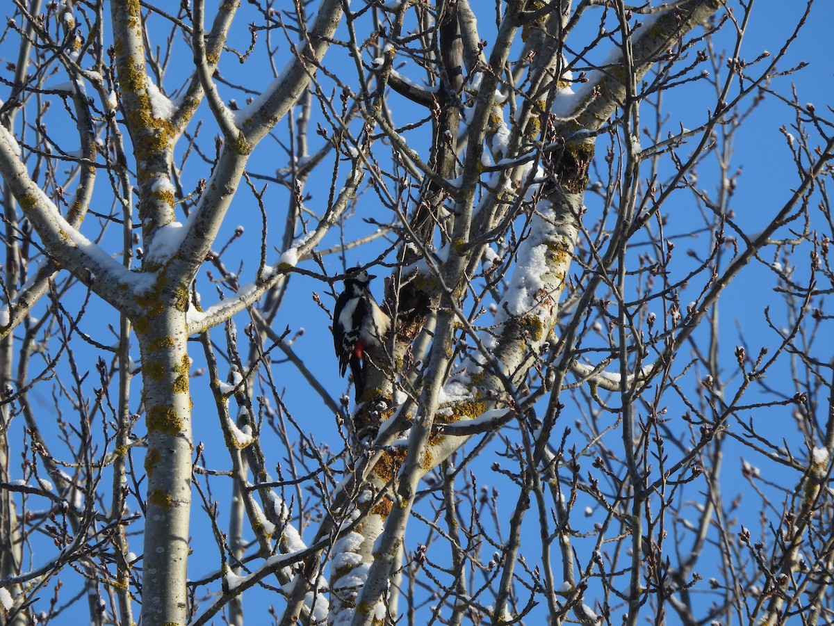 Great Spotted Woodpecker - Kristina Kerdivar