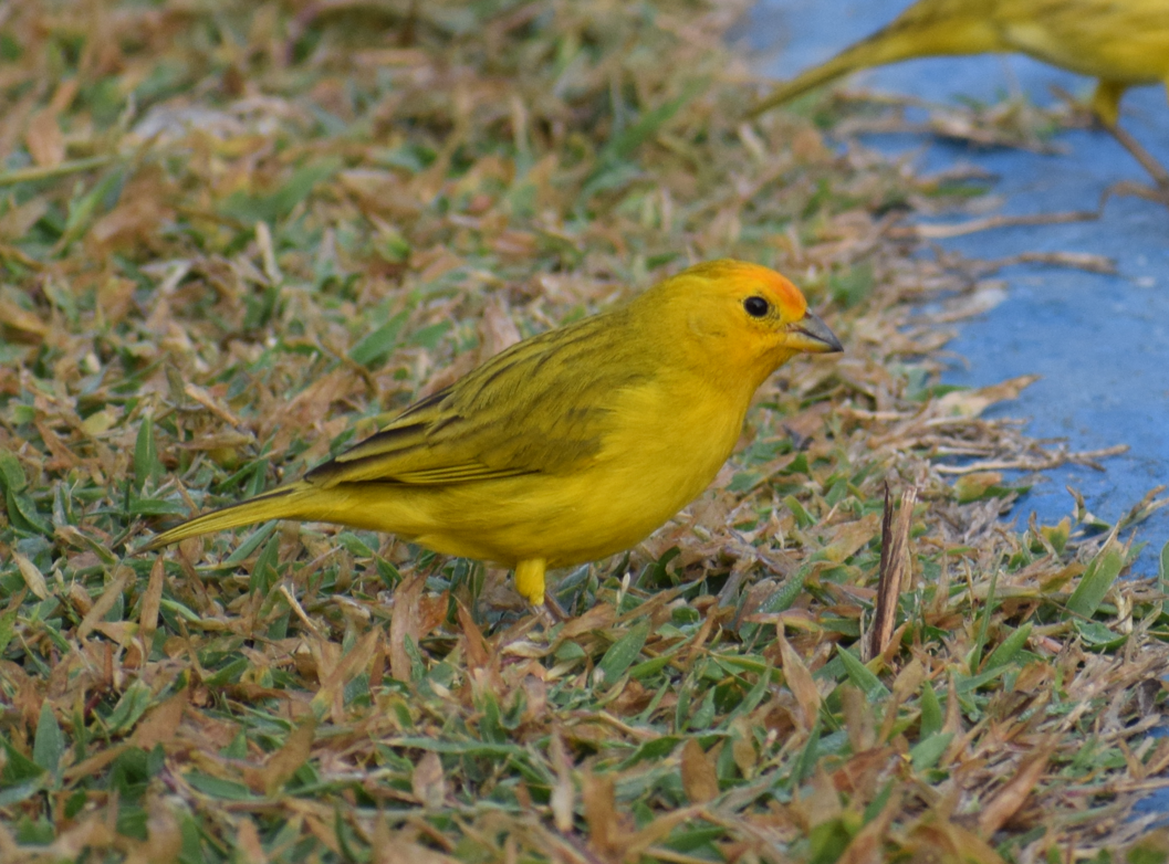 Saffron Finch - Felipe Undurraga