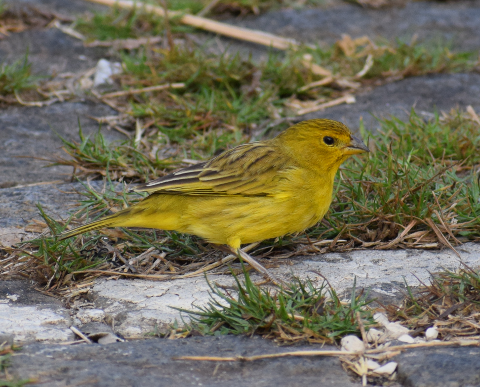 Saffron Finch - ML624148935