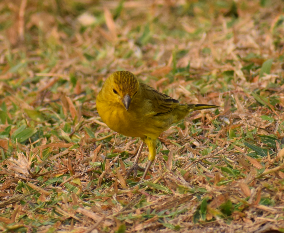 Saffron Finch - Felipe Undurraga