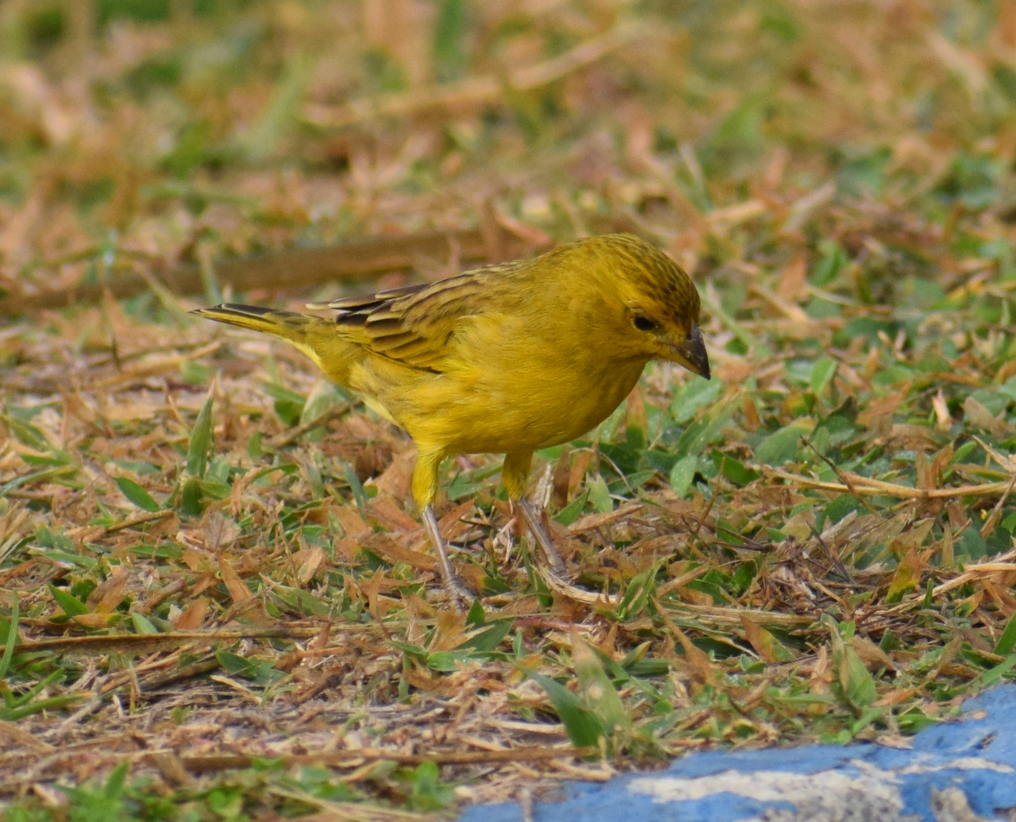 Saffron Finch - ML624148937