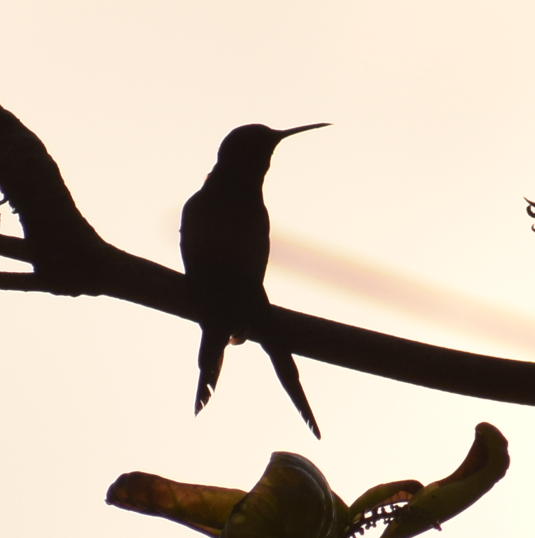 Colibrí Golondrina - ML624148991