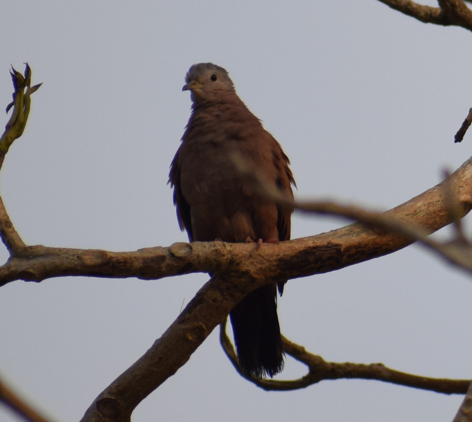 Ruddy Ground Dove - ML624149001