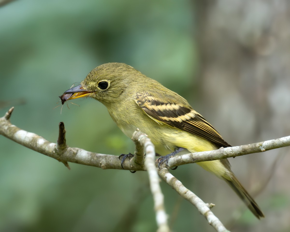 Empidonax sp. - ML624149003