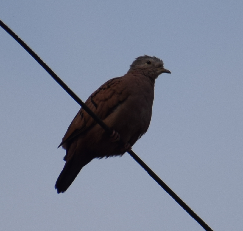 Ruddy Ground Dove - ML624149007