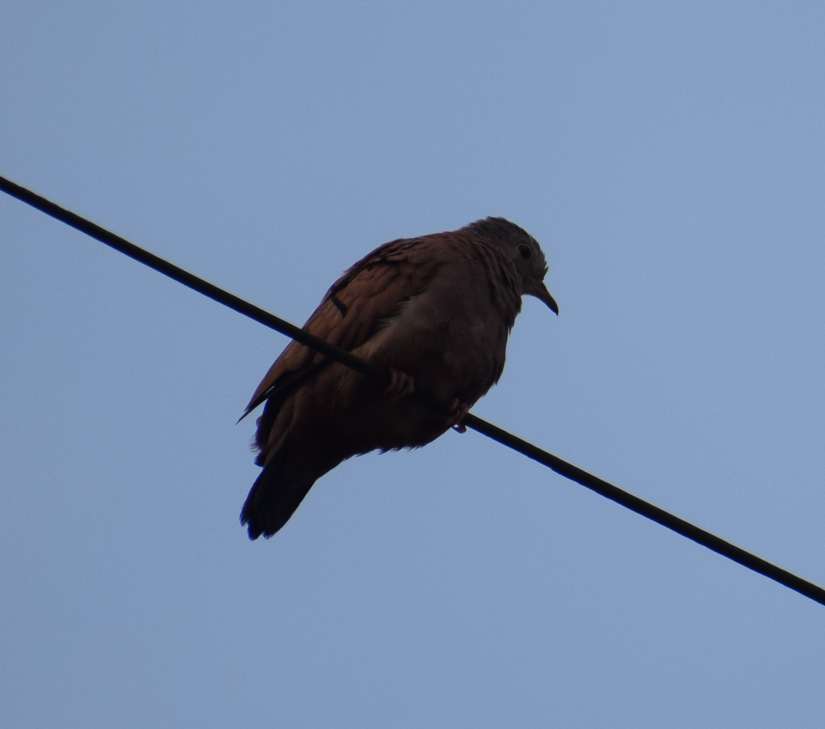 Ruddy Ground Dove - ML624149008