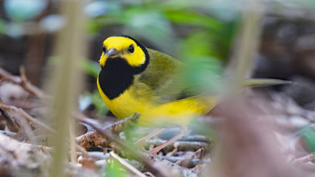 Hooded Warbler - Karl H (Hoeff ka)