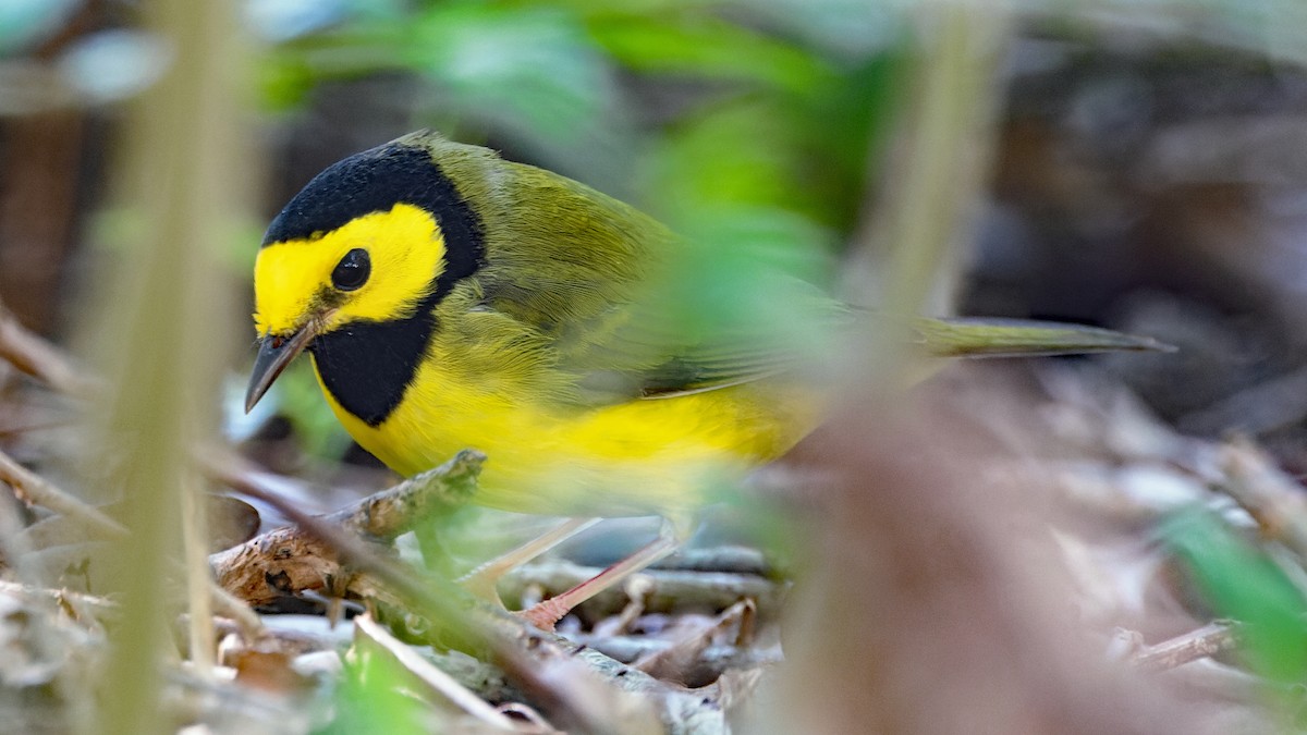 Hooded Warbler - ML624149029