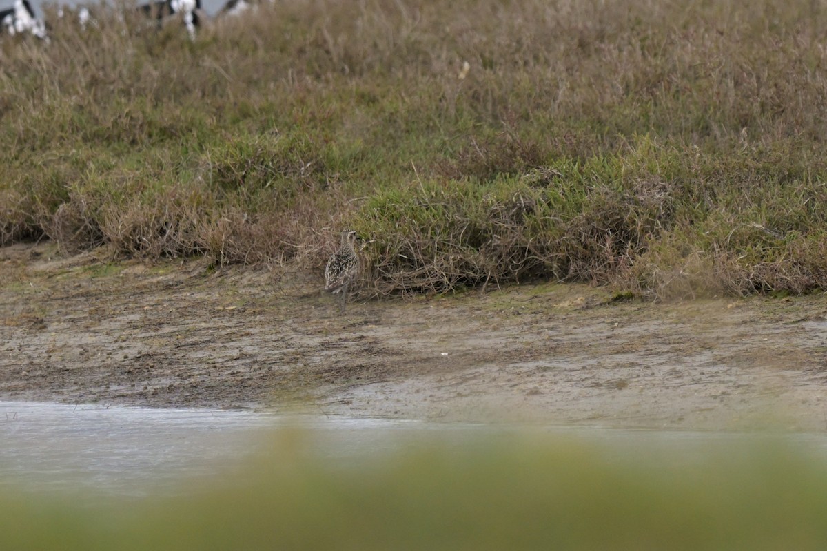 Pacific Golden-Plover - ML624149051