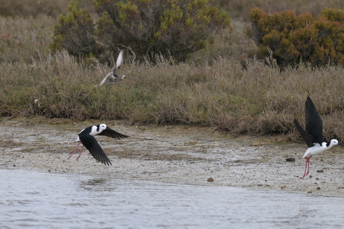 Pacific Golden-Plover - ML624149054