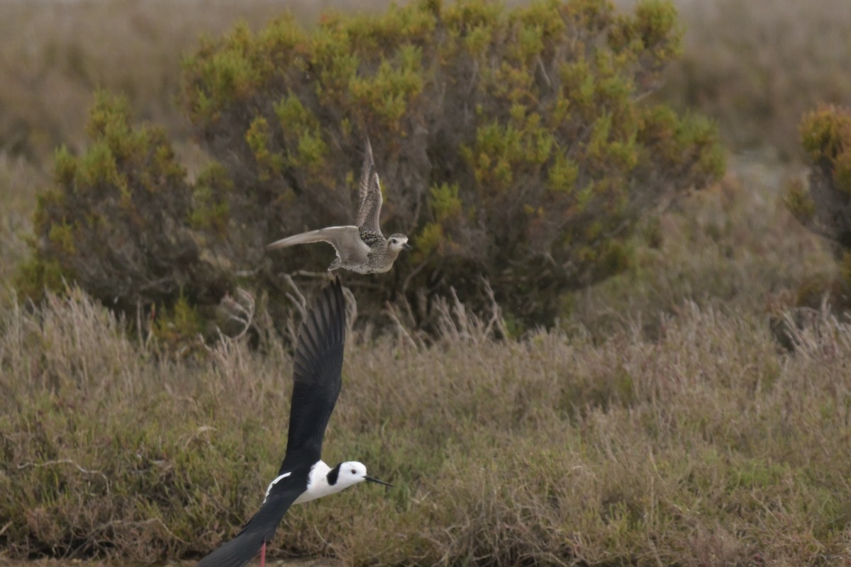 Pacific Golden-Plover - ML624149055