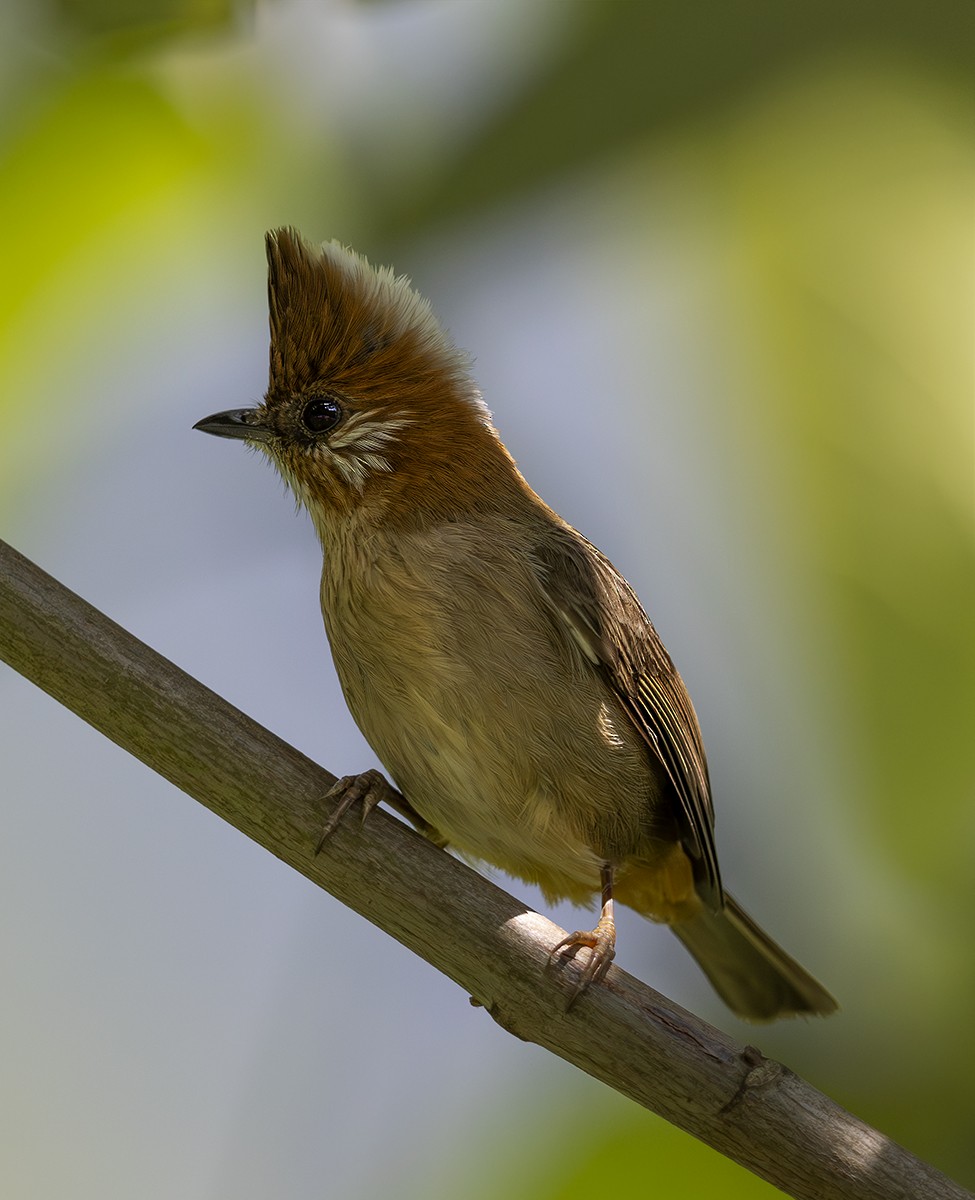 White-naped Yuhina - ML624149056