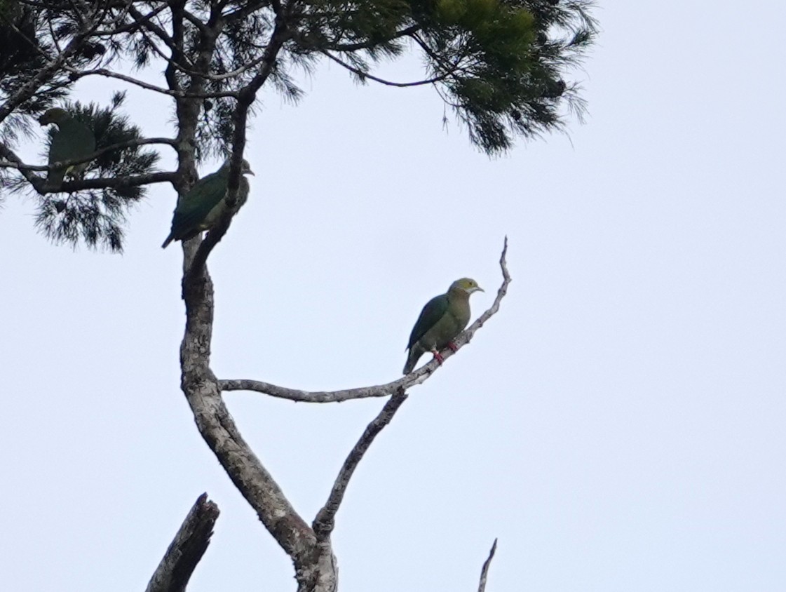 Pink-spotted Fruit-Dove - ML624149063