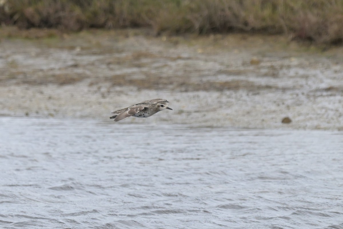 Chorlito Dorado Siberiano - ML624149064