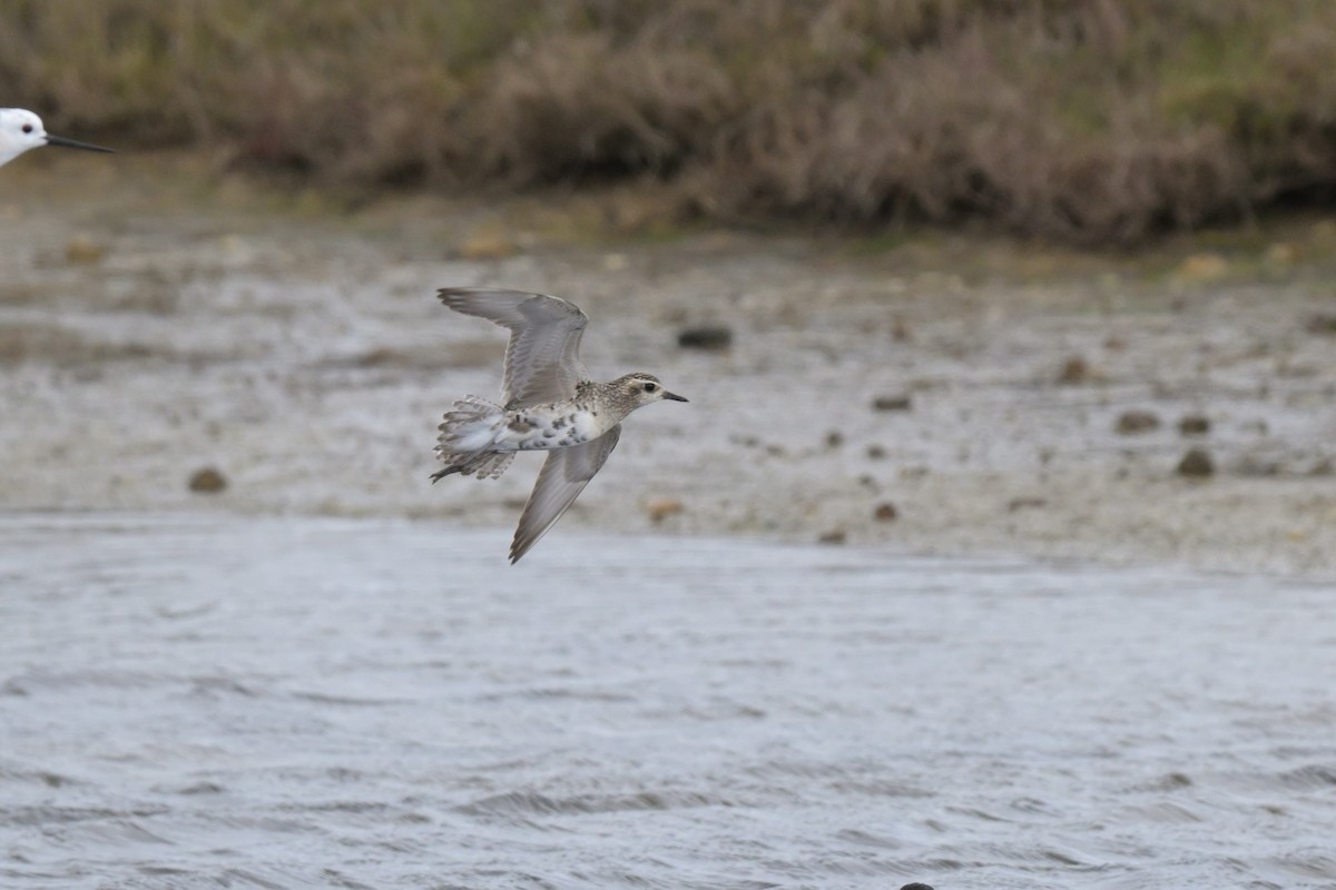 Pacific Golden-Plover - ML624149065