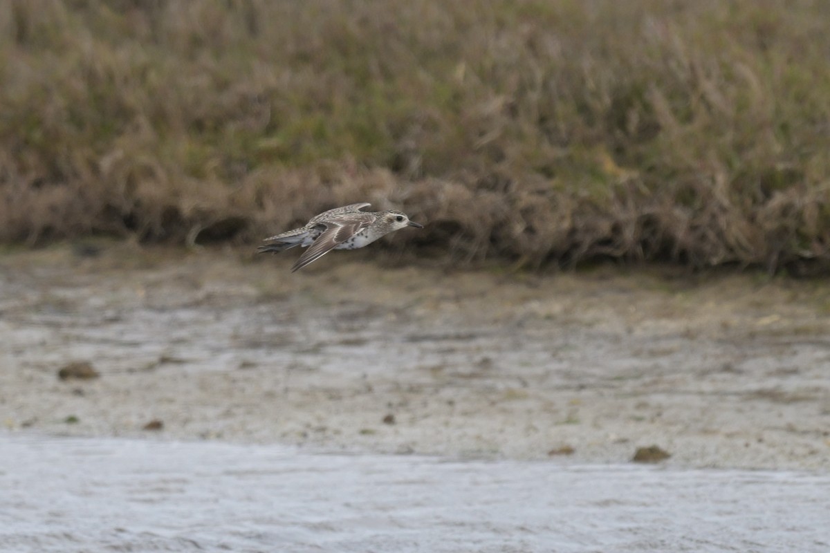 Pacific Golden-Plover - ML624149066