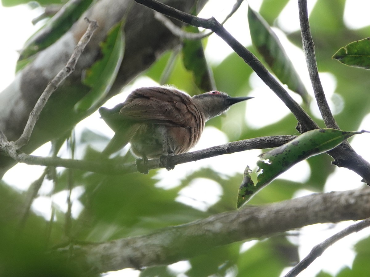 Long-billed Cuckoo - ML624149073
