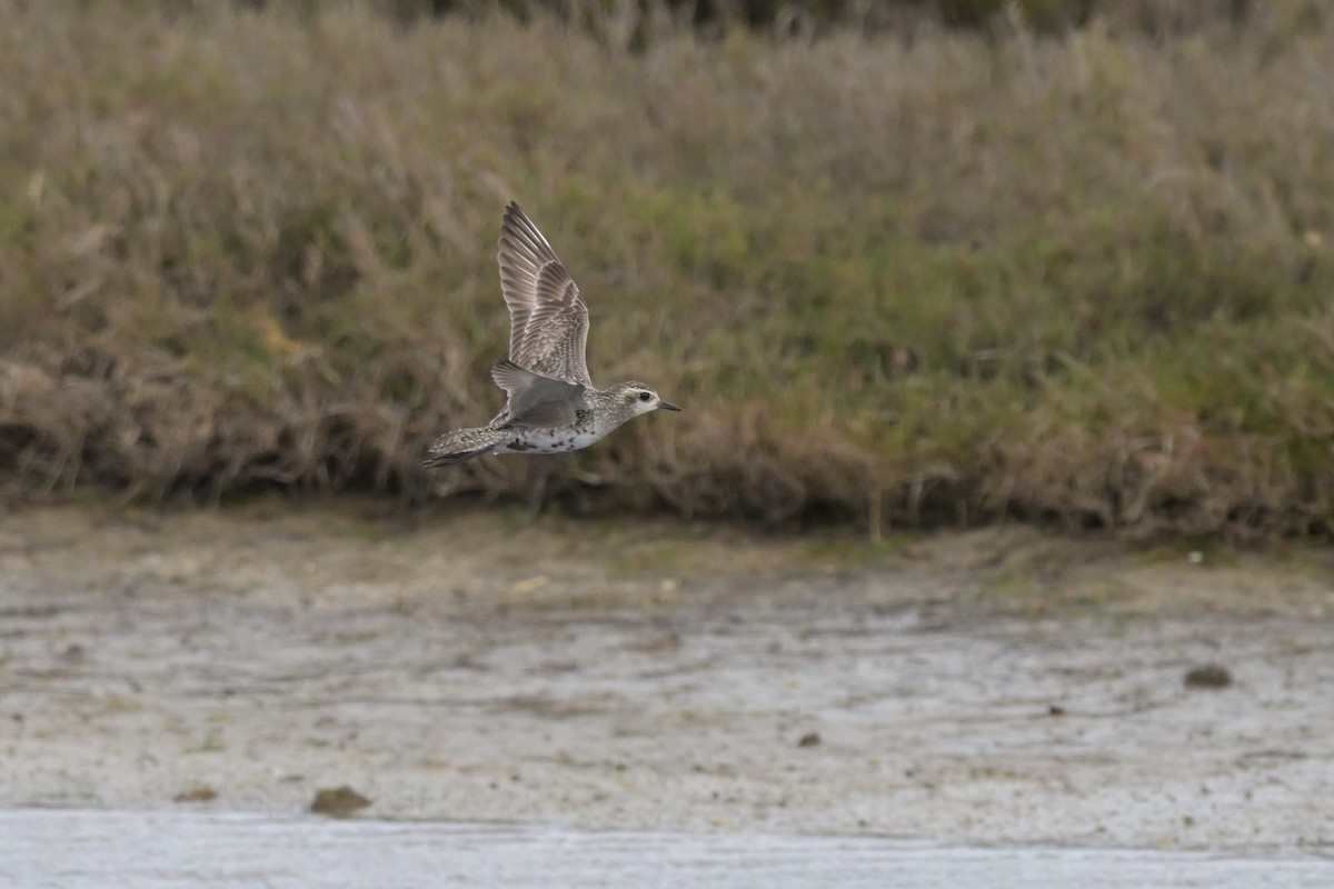 Pacific Golden-Plover - ML624149074