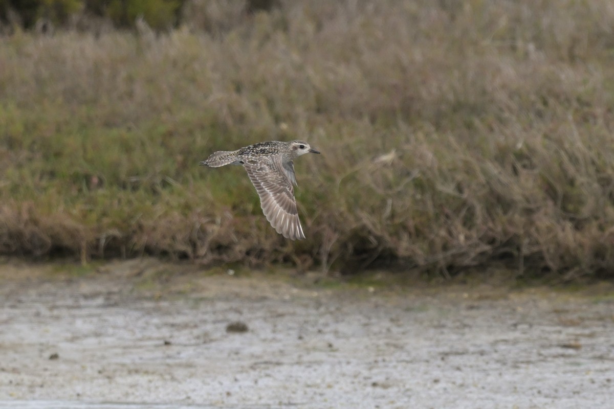 Chorlito Dorado Siberiano - ML624149075