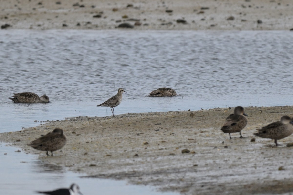 Pacific Golden-Plover - ML624149077