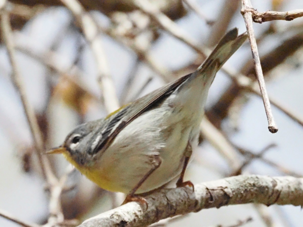 Northern Parula - ML624149093