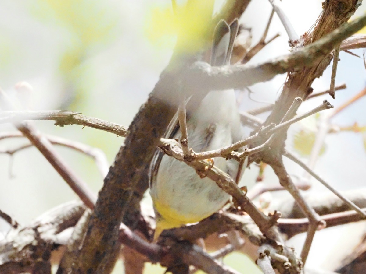 Northern Parula - ML624149094