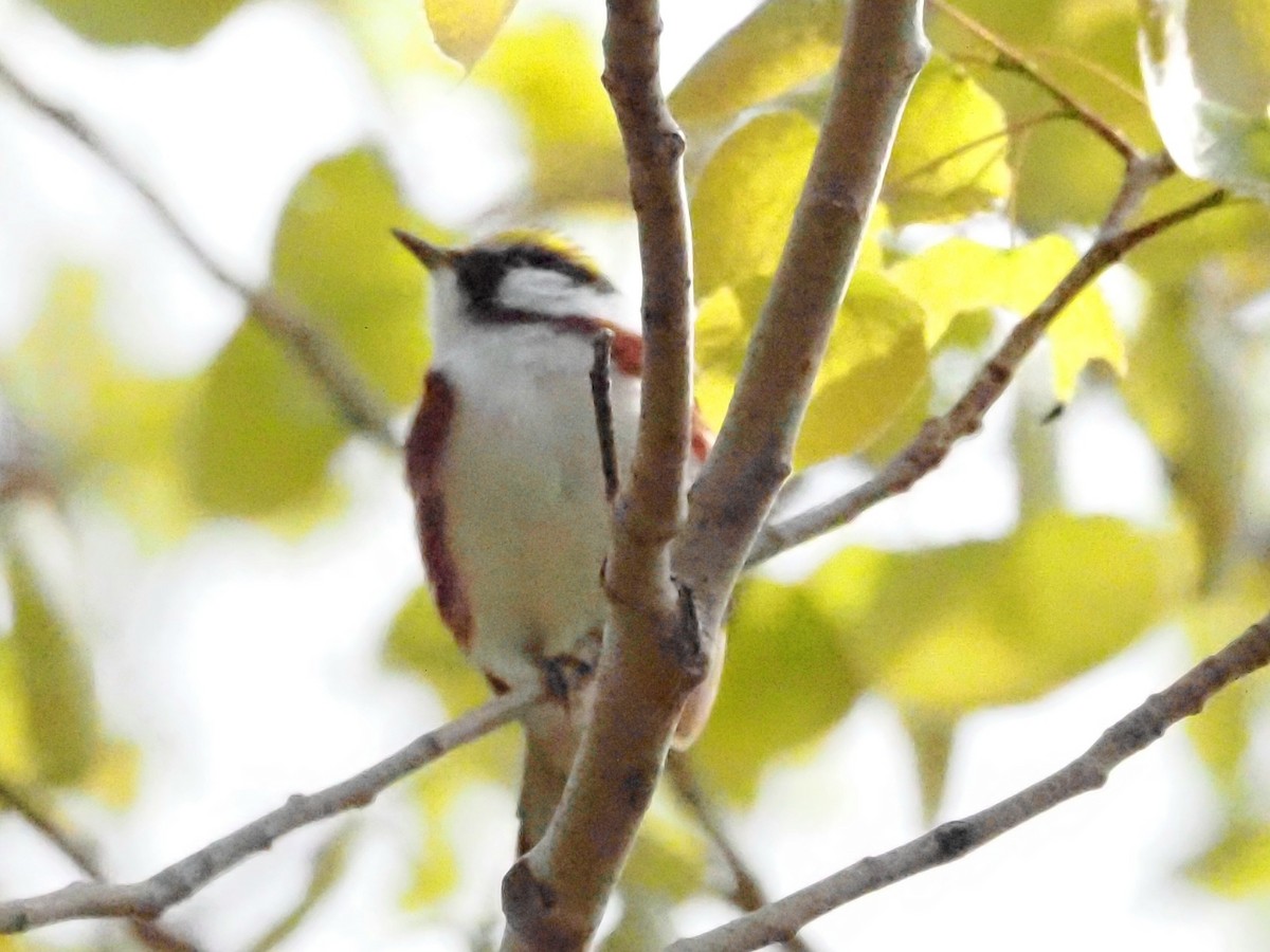 Chestnut-sided Warbler - Jonine Dewitte