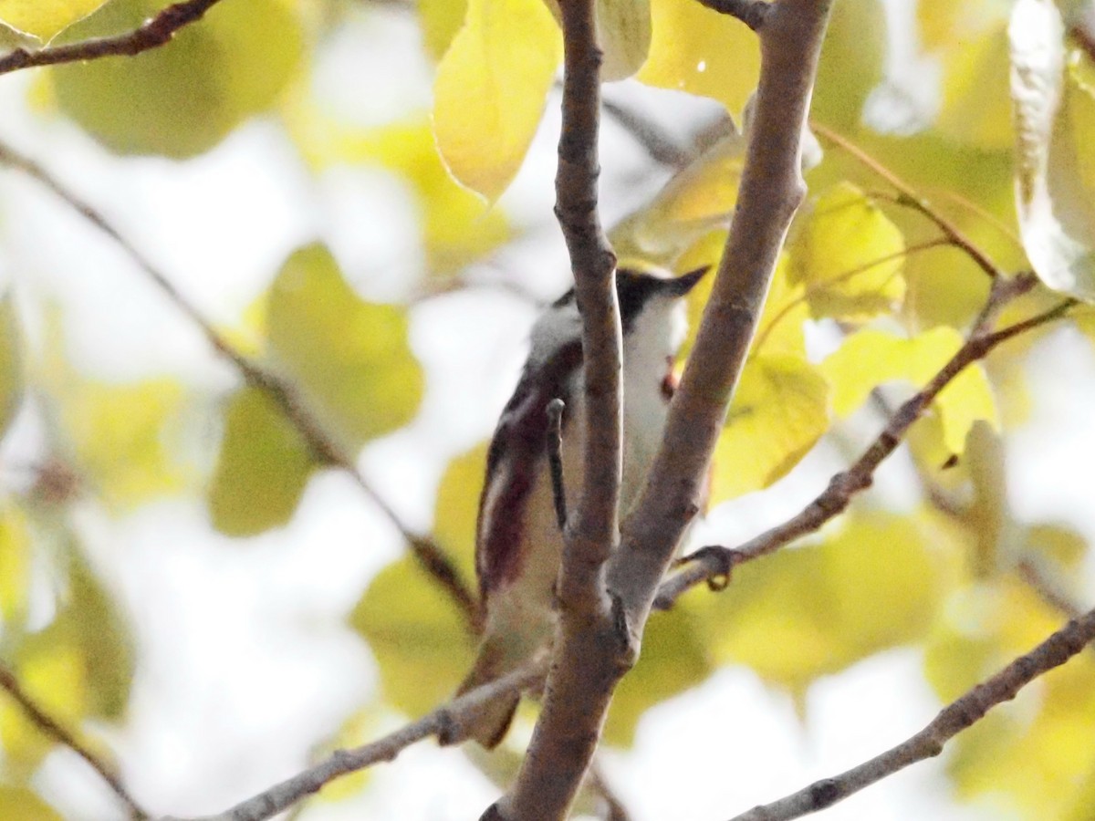 Chestnut-sided Warbler - ML624149106