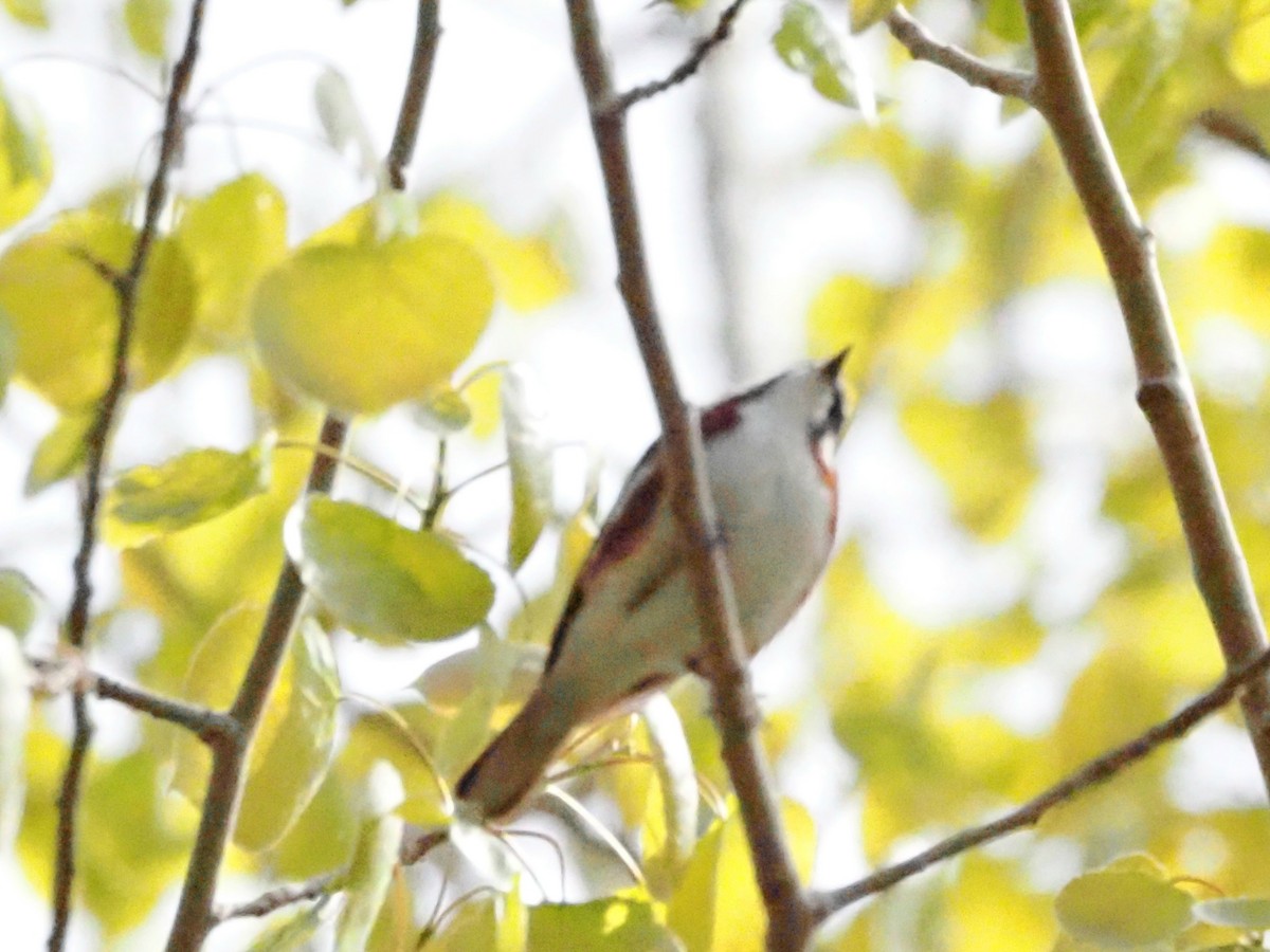 Chestnut-sided Warbler - ML624149107