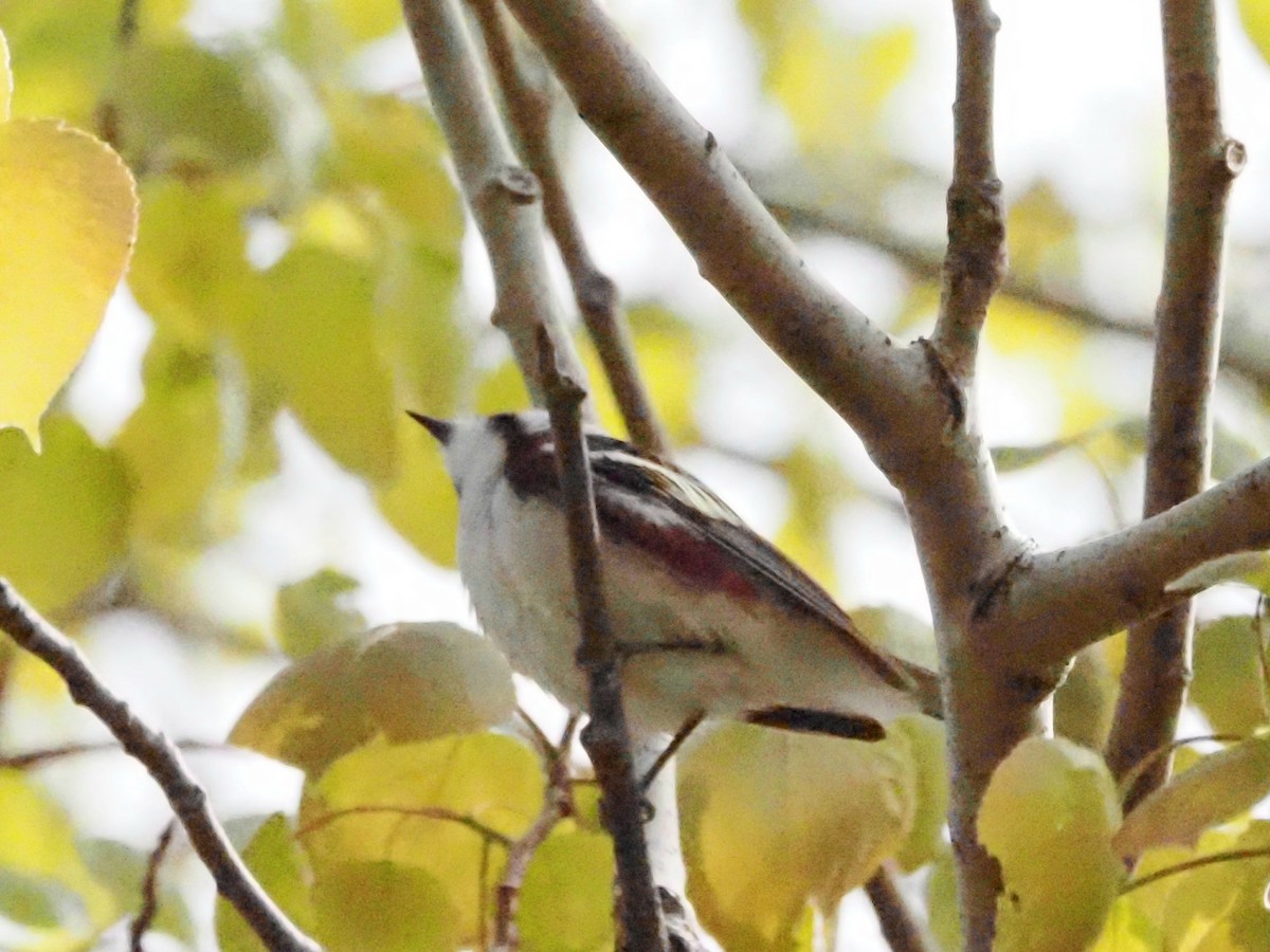 Chestnut-sided Warbler - ML624149108