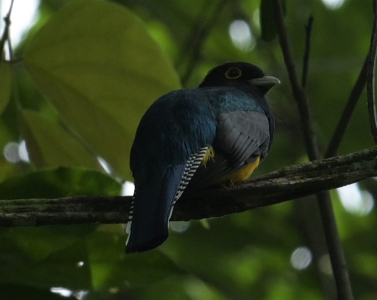 Gartered Trogon - ML624149114