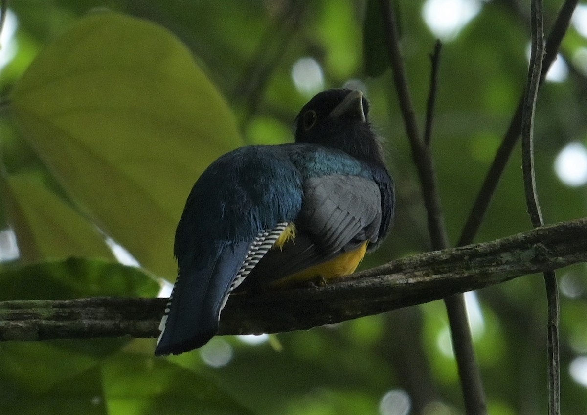 Gartered Trogon - ML624149116