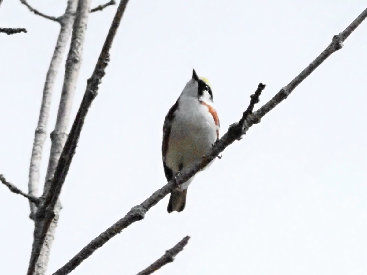 Chestnut-sided Warbler - ML624149143