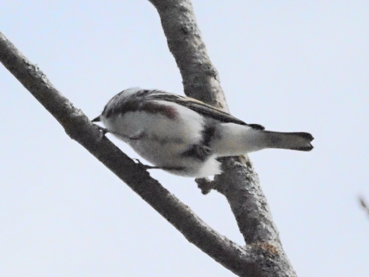 Chestnut-sided Warbler - ML624149144