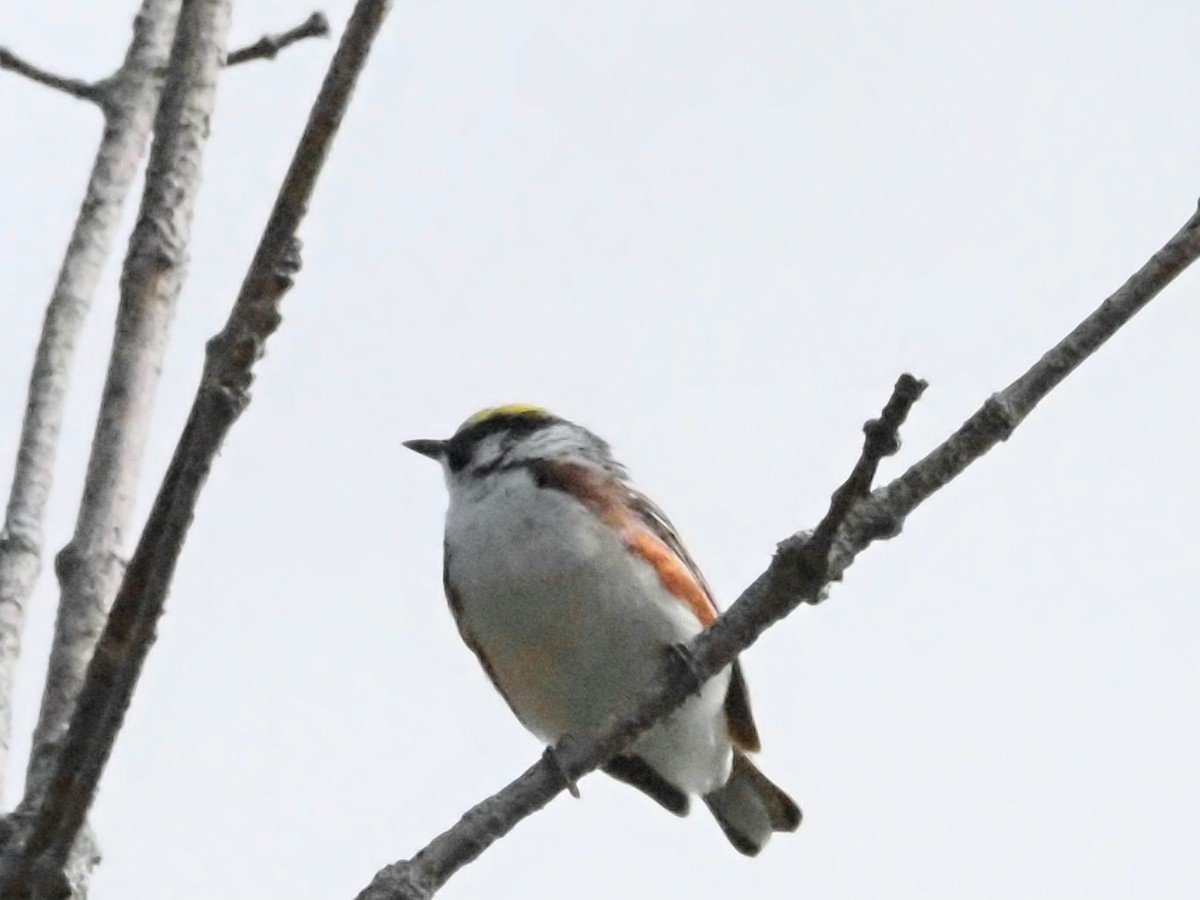 Chestnut-sided Warbler - ML624149145